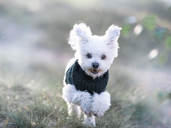 Hundepullover HIMALAYA Wolle