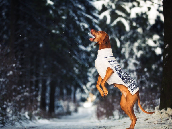 Hundepullover HIMALAYA Wolle