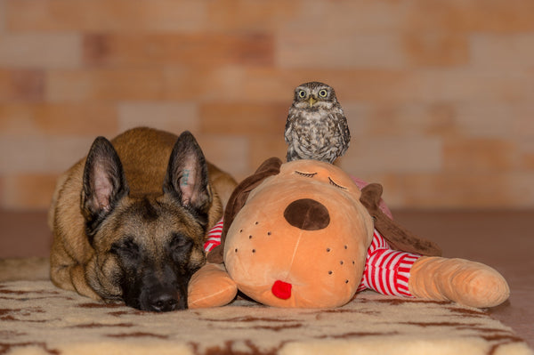 Ankuschelhund TOMTE