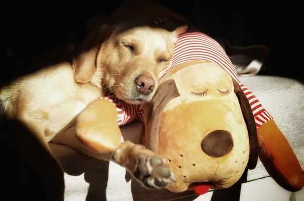 Ankuschelhund TOMTE