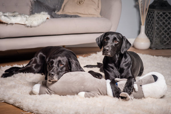 Ankuschelhund THEO