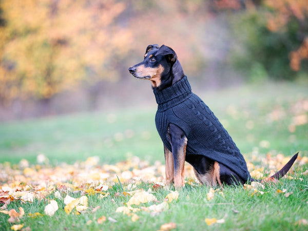 Hundepullover HIMALAYA Wolle