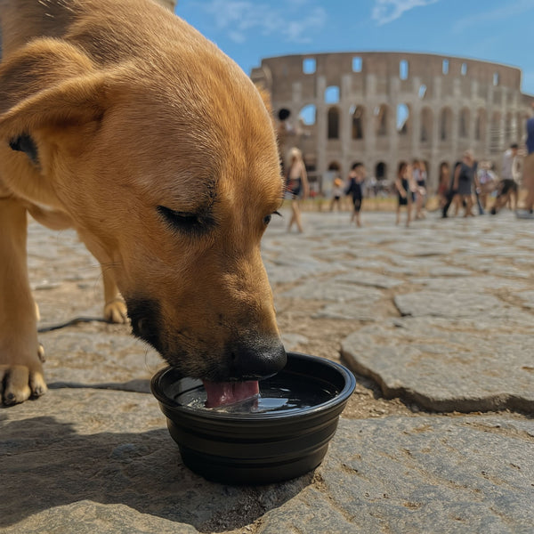Hundenapf faltbar sommer