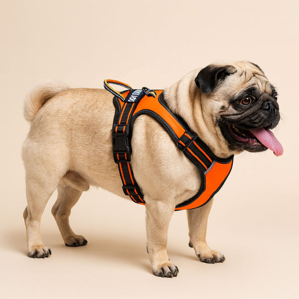 Anti zug hundegeschirr