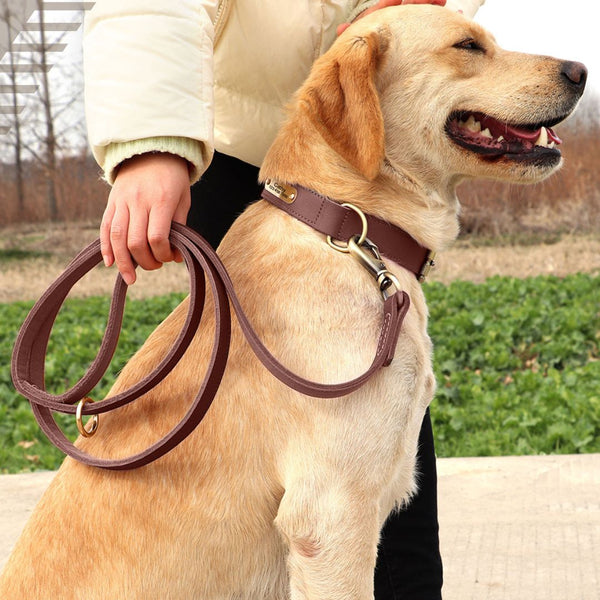 hundehalsband aus leder verschiedene farben braun personalisiert mit leine