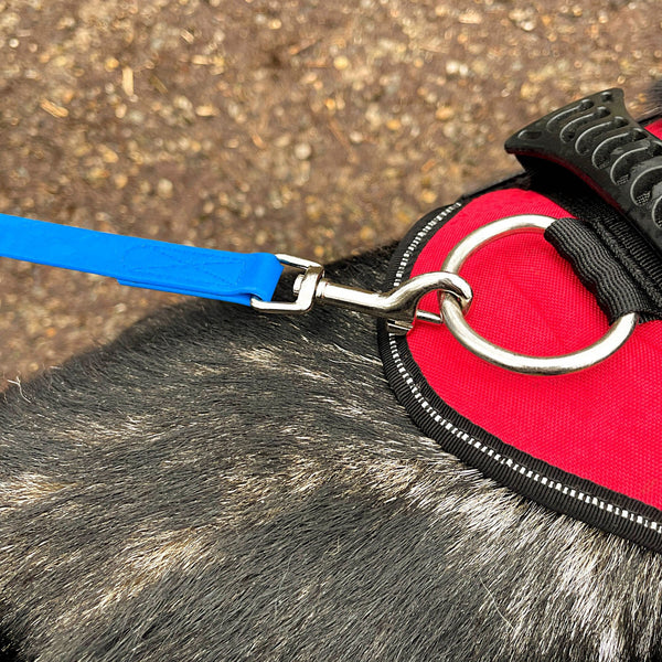 AntiZugLeine für Hunde