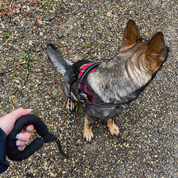 Hundegeschirrr mit Leine