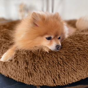 Hund fühlt sich sichtlich wohl im Hundebett Wolke 7 | Hundebett online kaufen