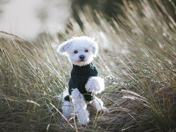 Hundepullover HIMALAYA Wolle