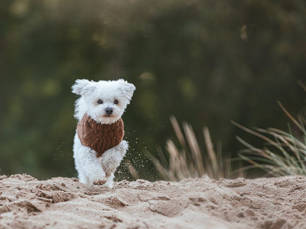 Hundepullover HIMALAYA Wolle
