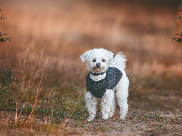 Hundepullover HIMALAYA Wolle