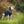 Hundepullover HIMALAYA Wolle