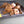 Ankuschelhund TOMTE