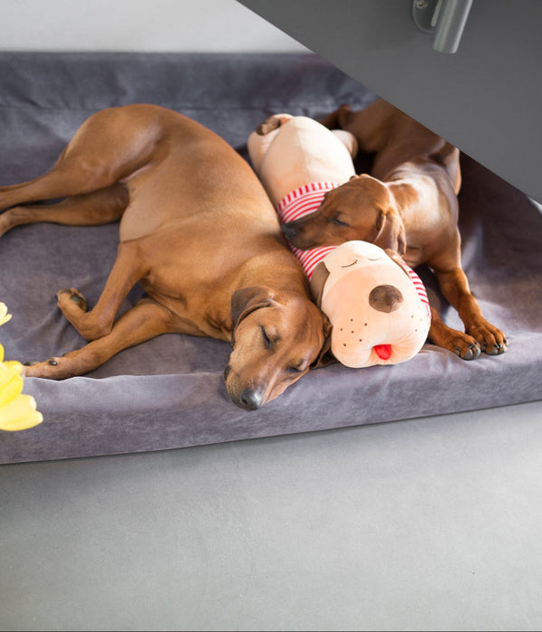 Ankuschelhund TOMTE