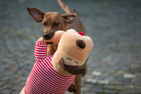 Ankuschelhund TOMTE