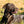 Hundehalsband CLASSIC Light