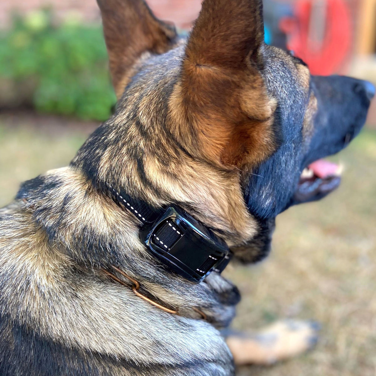 Anti-Bell-Hundehalsband | Hundeerziehung besonders tierfreundlich